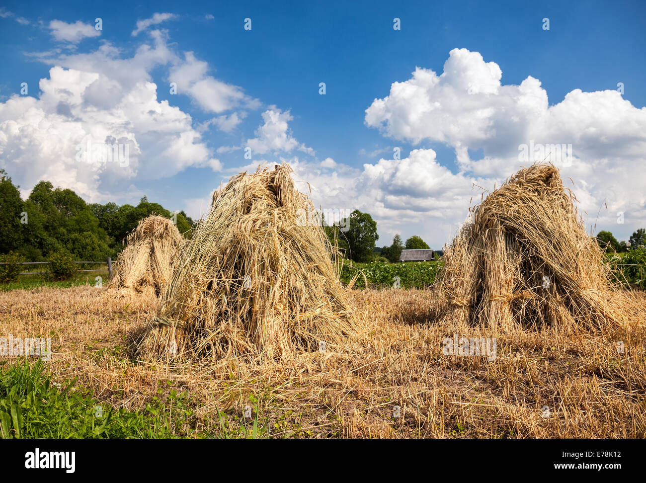 Ländliche Sommerlandschaft im sonnigen Tag Stockfoto