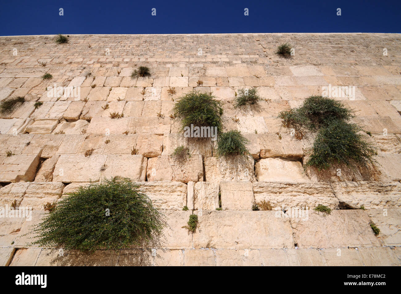 Kapern wachsen auf der Klagemauer, Jerusalem, Israel Stockfoto