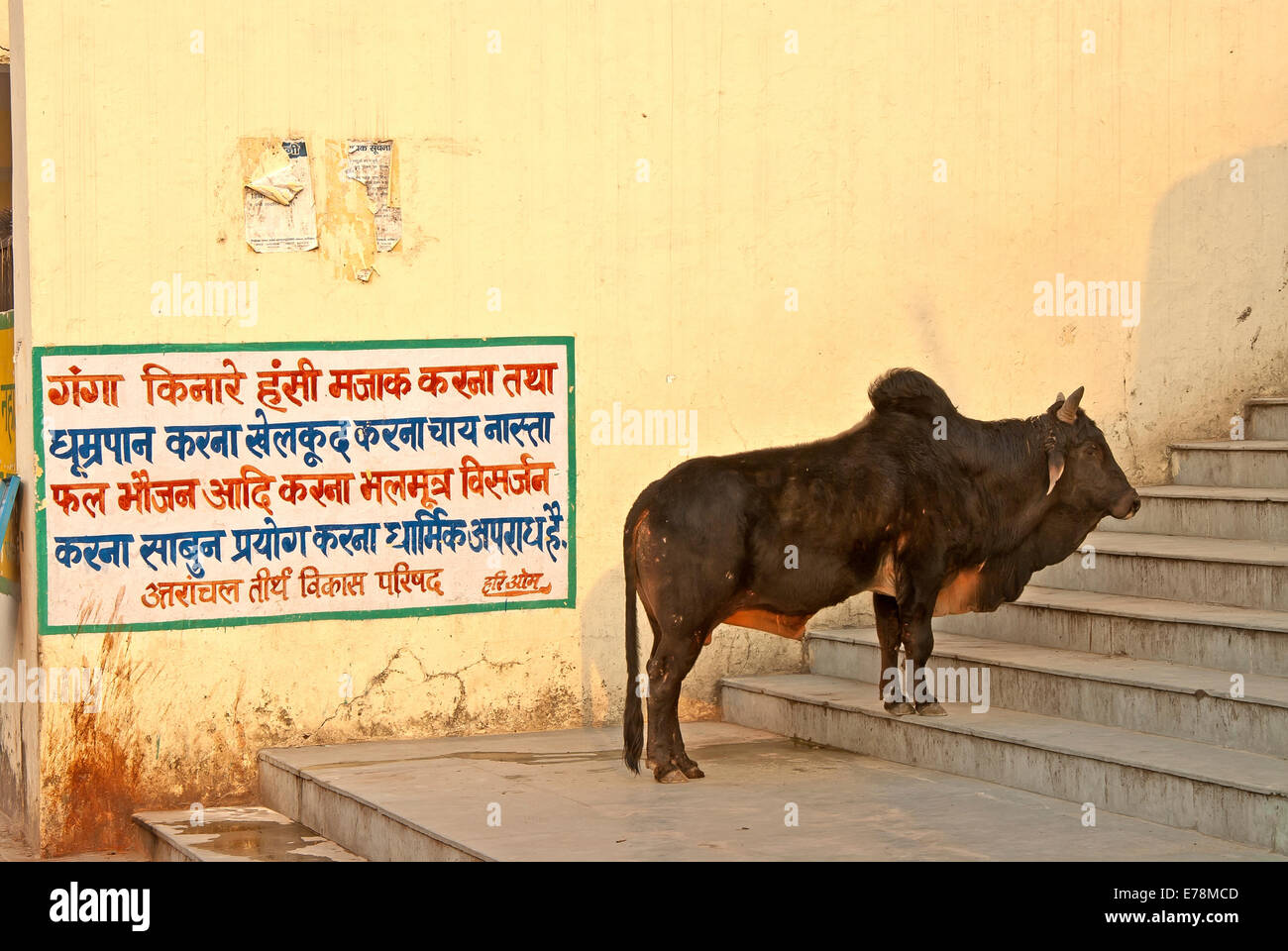 Bull - Indien Stockfoto