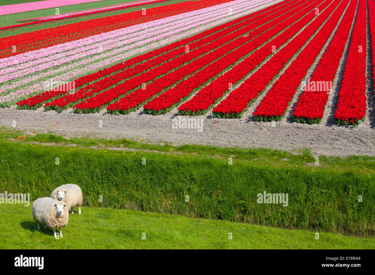 Reihen von Tulpen, Nordholland, Niederlande Stockfoto