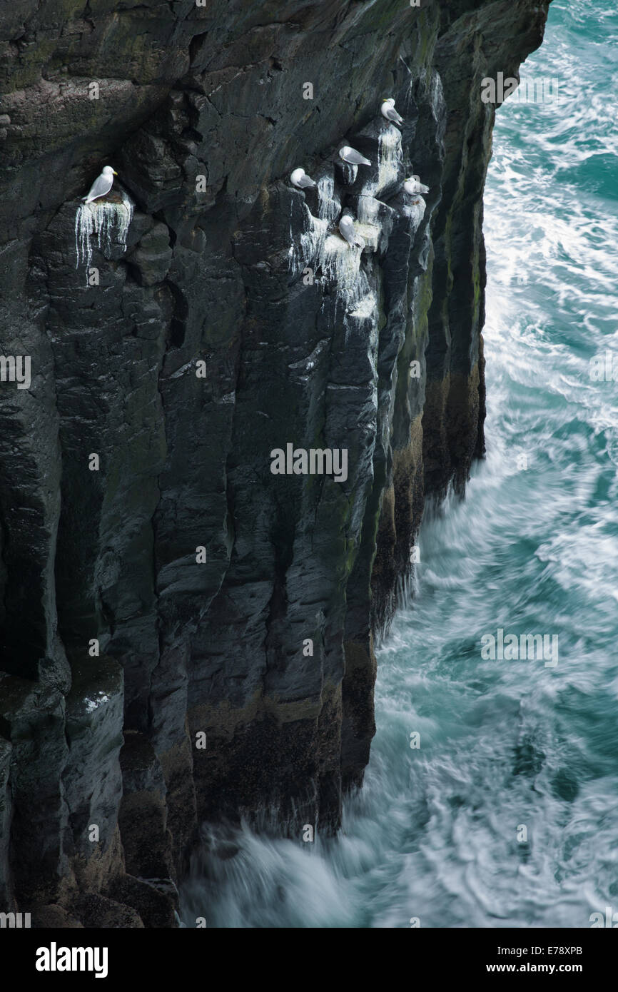 die Klippen durchzogen von den Guano Dreizehenmöwen nr Arnastapi, Snaefellsnes Halbinsel, West-Island Stockfoto