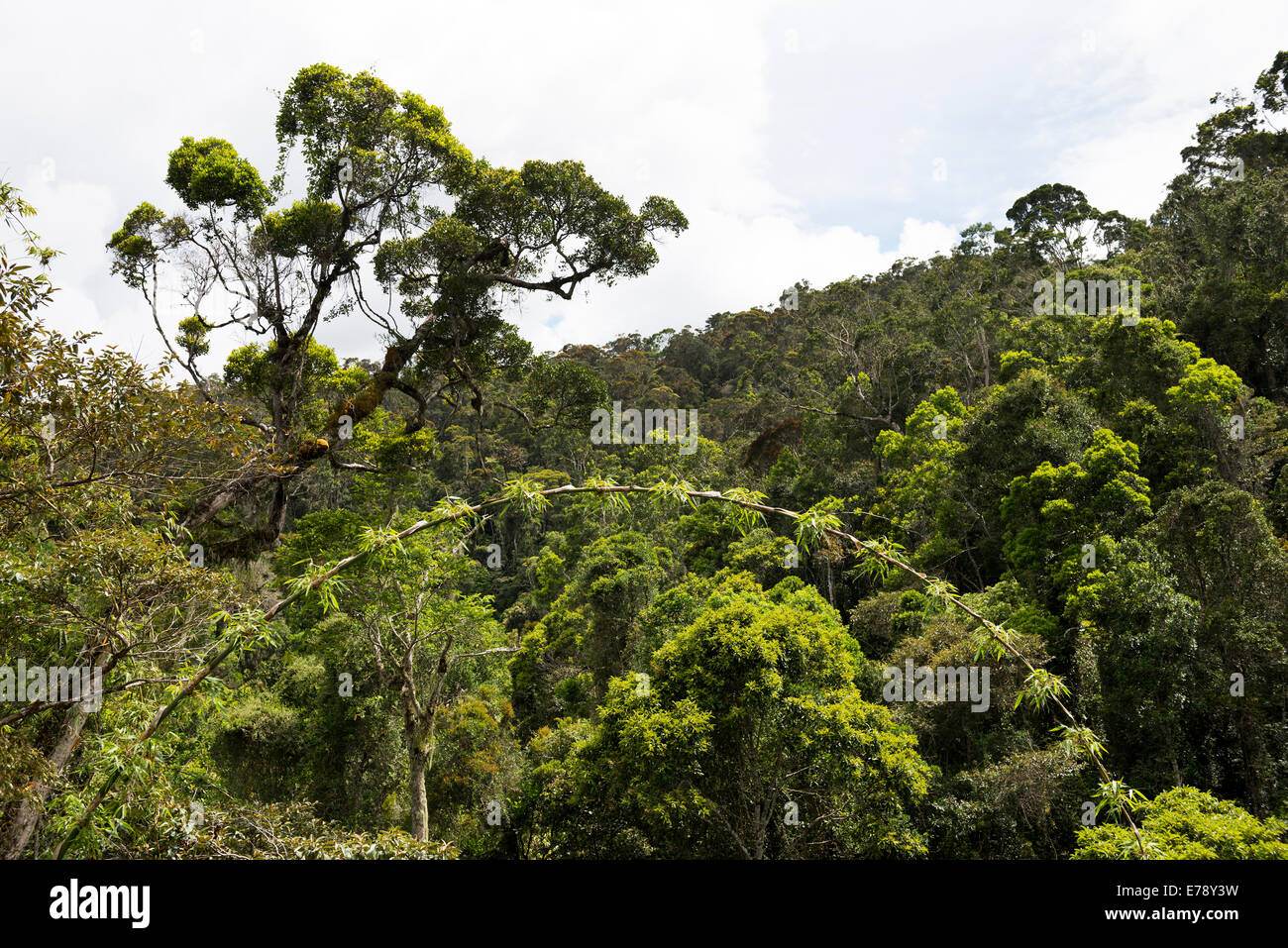 Primärwald in Andasibe NP in Madagaskar. Stockfoto
