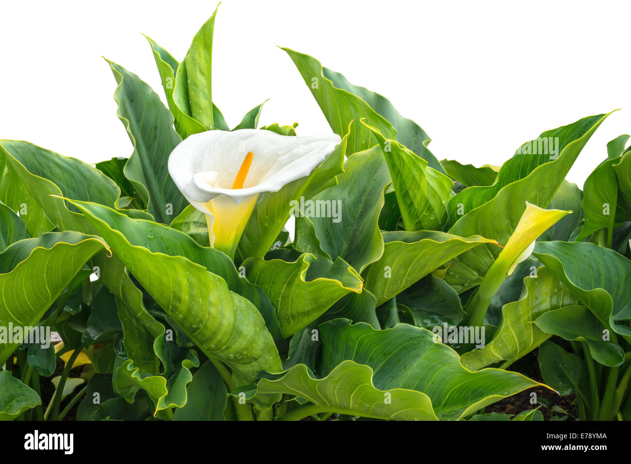 BlossomingWhite Calla Lilie Blume mit Tropfen ist isoliert auf weißem Hintergrund Stockfoto