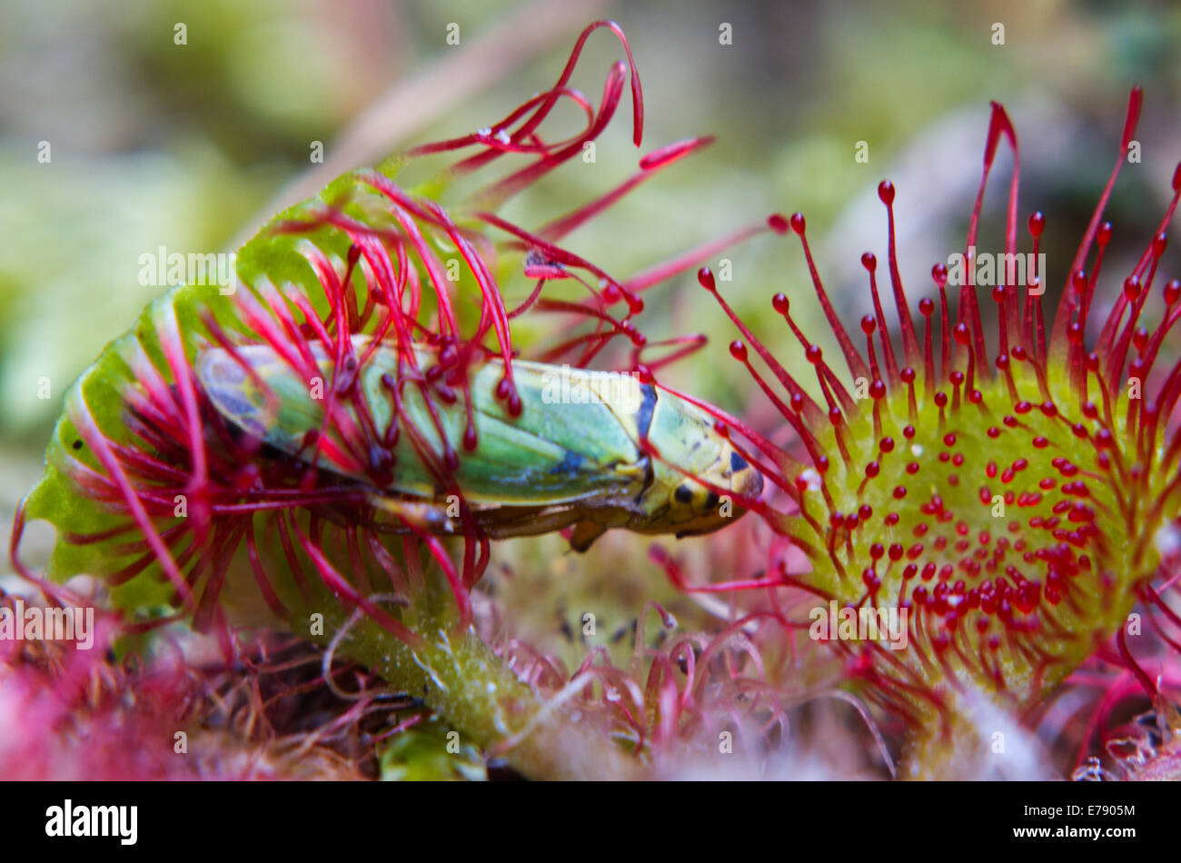 Kleines Insekt gefangen von den klebrigen Tentakeln der Sonnentau (Drosera Rotundifolia) Stockfoto