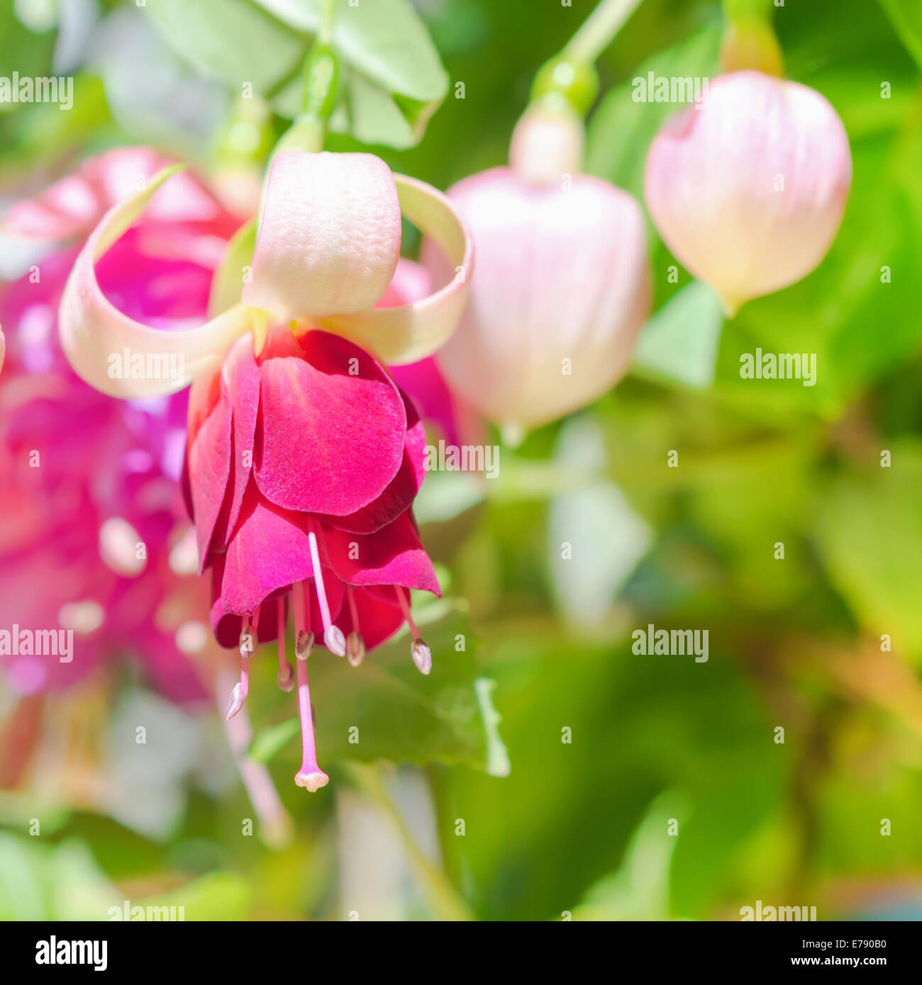 Blüte rot und weiß Fuchsia Blume im freien Hintergrund, "Mood Indigo", Nahaufnahme Stockfoto