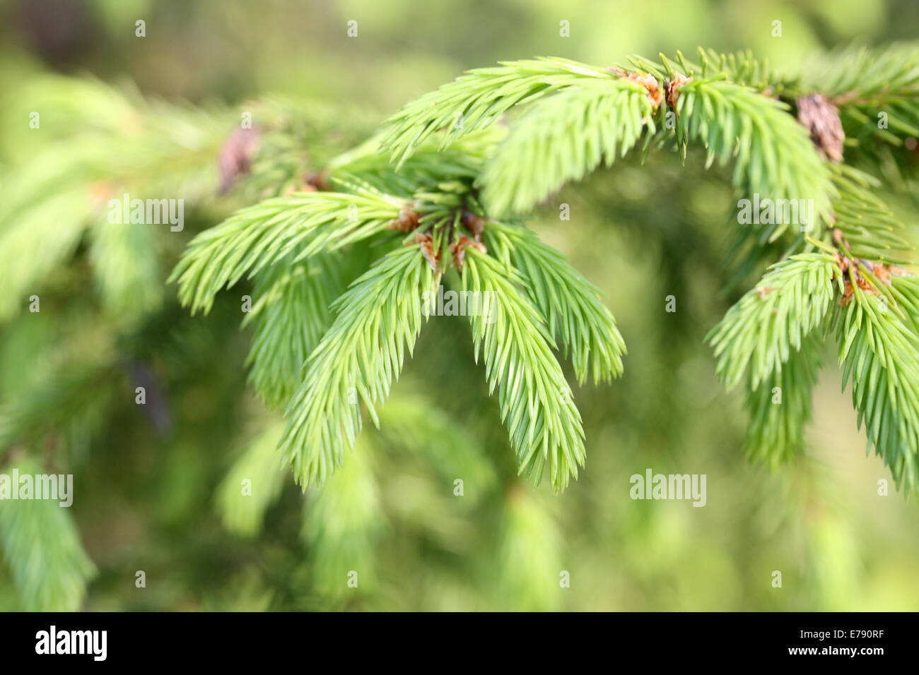 Fichten nadel -Fotos und -Bildmaterial in hoher Auflösung – Alamy