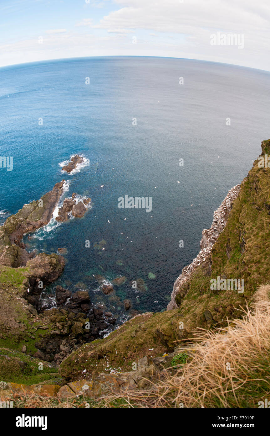 Basstölpel (Morus Bassanus), ein Blick auf die Kolonie Troup Head, Aberdeenshire, Schottland. März. Stockfoto