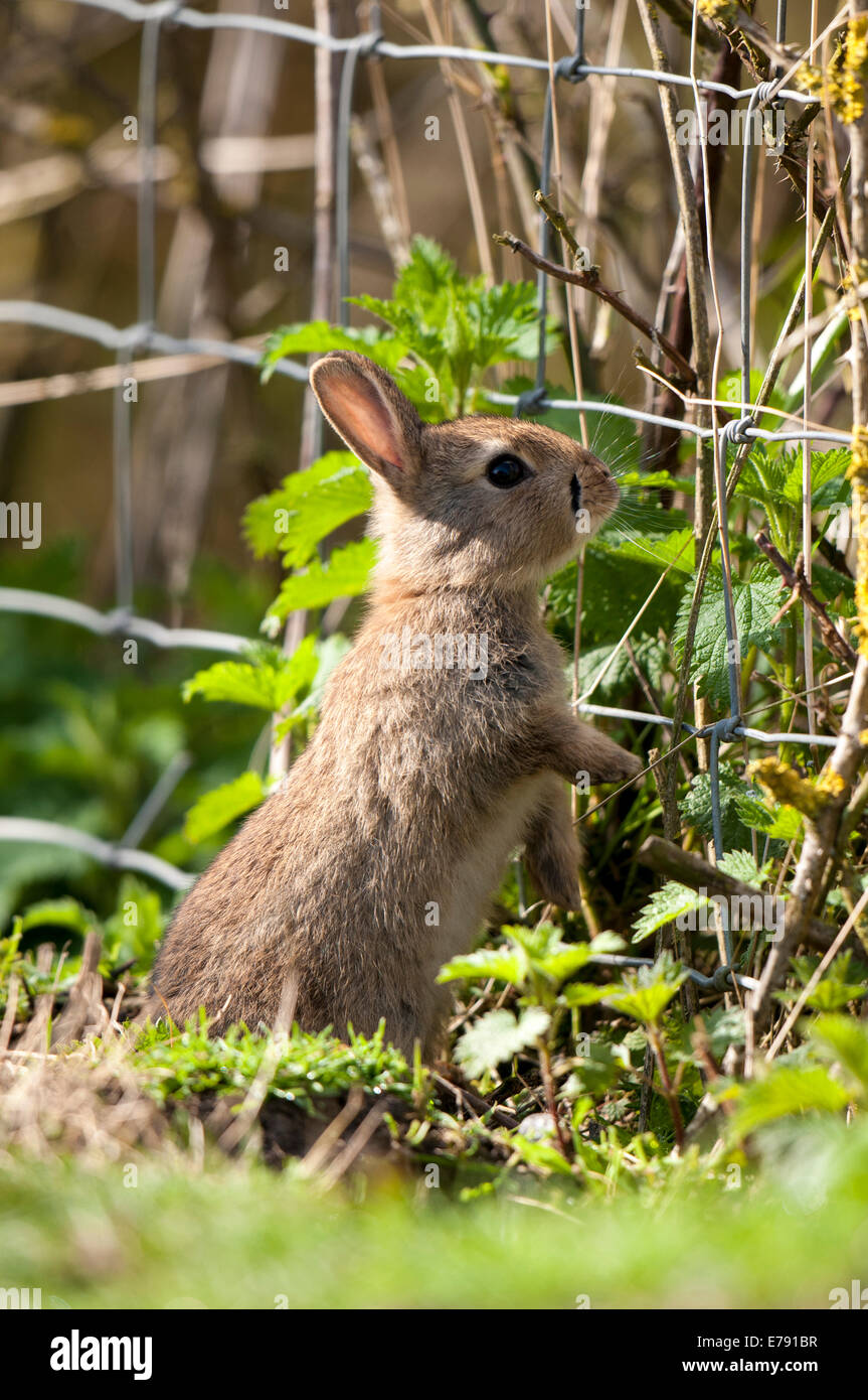 Kaninchen (Oryctolagus Cuniculus) Juvenile, aufstehen, durch einen Drahtzaun auf Elmley Sümpfe National Nature Reserve auf t peer Stockfoto