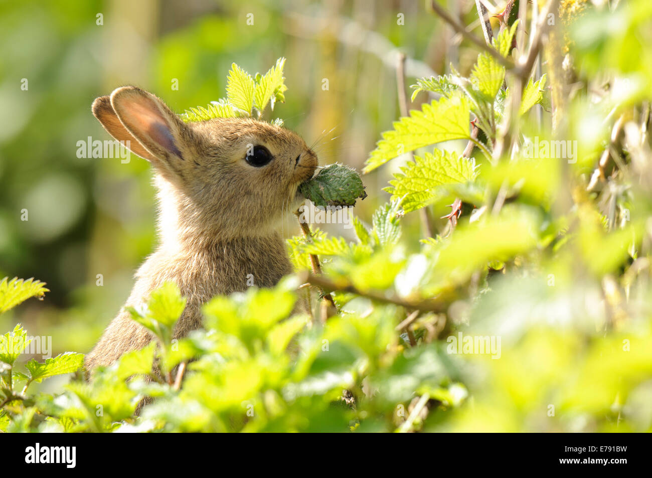Kaninchen (Oryctolagus Cuniculus) Juvenile, sitzen in einem Patch von Brennnesseln und Chwing eine Brombeere im Elmley Sümpfe National Stockfoto