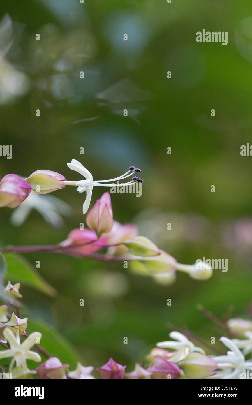 Clerodendrum Trichotomum var Fargesii. Farges Harlekin Herrlichkeit bower Strauch / Baum Blume Stockfoto