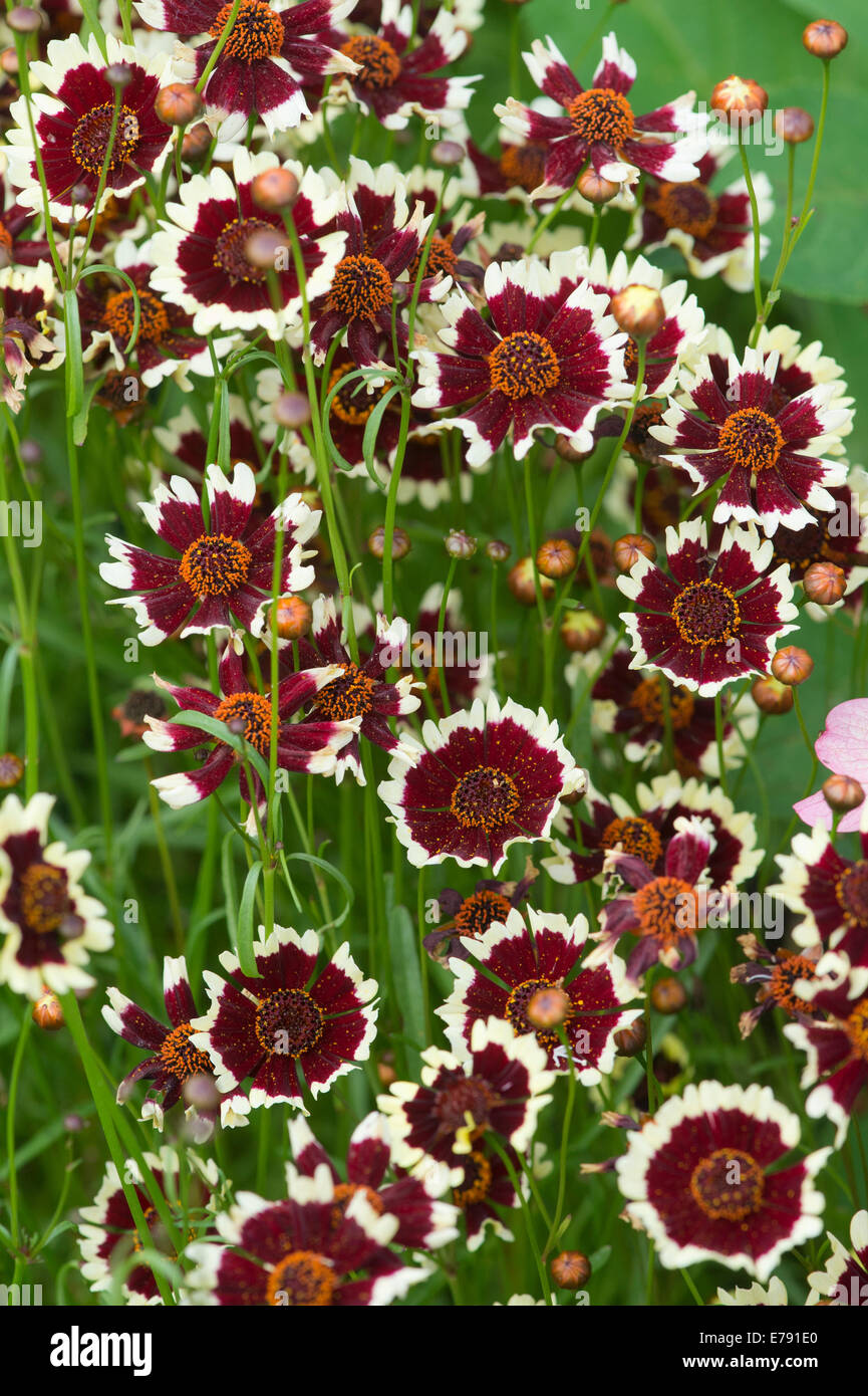 Coreopsis Jive. Tickseed Blumen Stockfoto