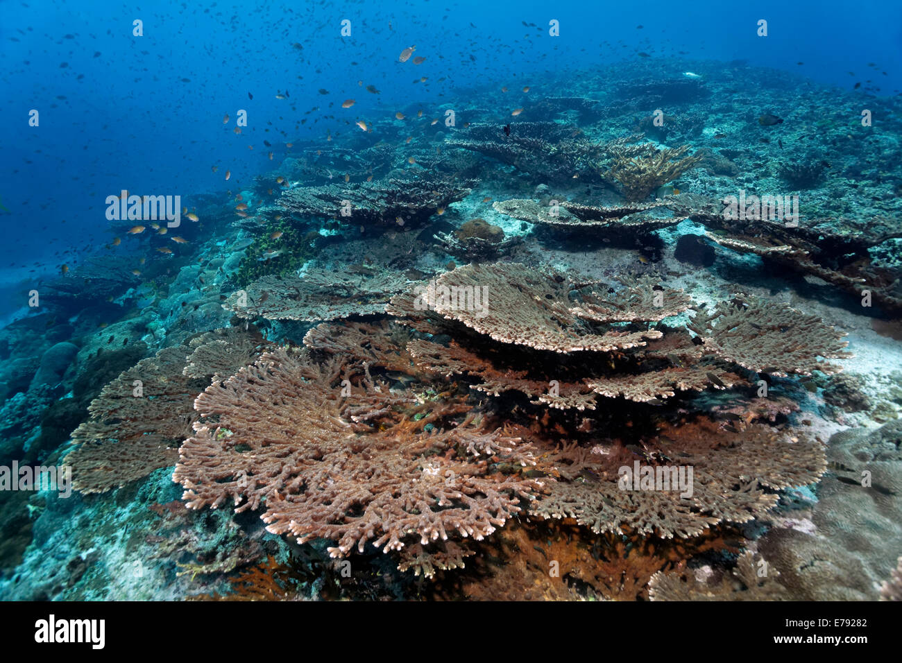 Riffdach mit terrassenförmig angelegten Acropora-Korallen (Acropora SP.) und verschiedene Arten von Riffbarsche (Pomacentridae) Stockfoto