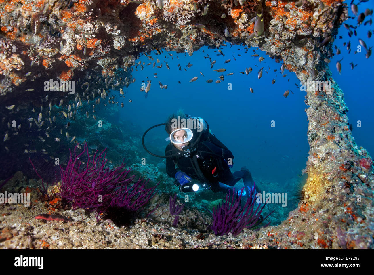 Weibliche Taucher schwimmen durch einen Bogen in das Riff mit verschiedenen Arten von Riff-Fischen (Pomacentridae) Stockfoto