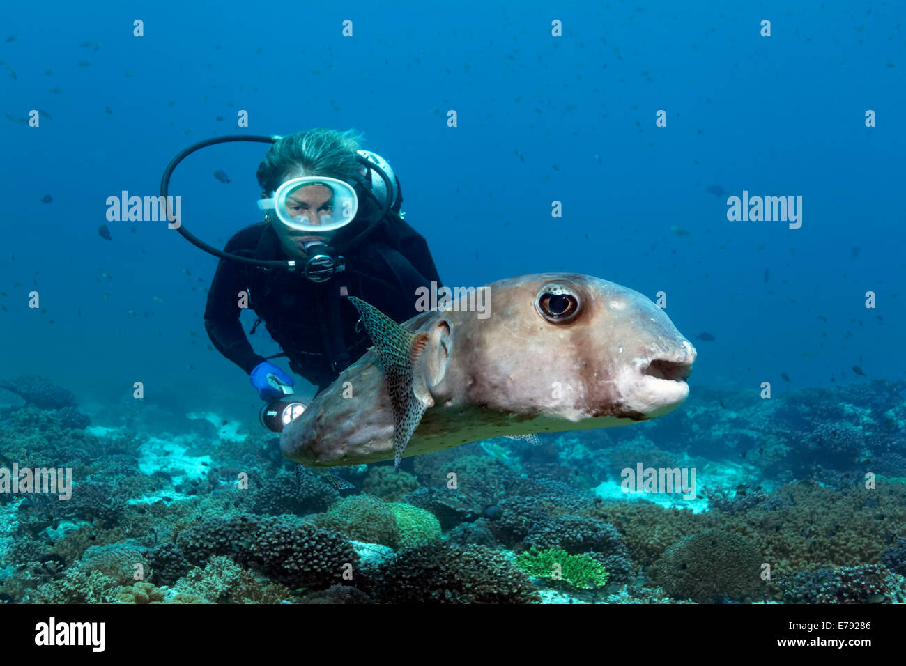 Taucher, die ein Korallenriff, Dimaniyat Inseln Naturschutzgebiet Spotfin Burrfish (Chilomycterus Reticulatus) bewacht Stockfoto