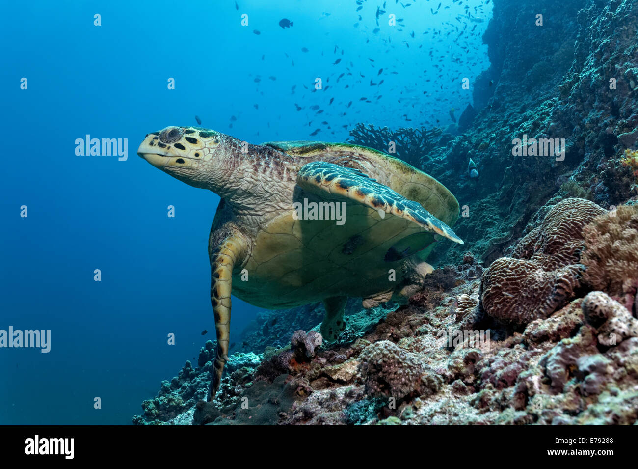 Hawksbill Schildkröte (Eretmochelys Imbricata) über ein Korallenriff schwimmen, Dimaniyat Inseln Naturschutzgebiet, Al Batinah region Stockfoto