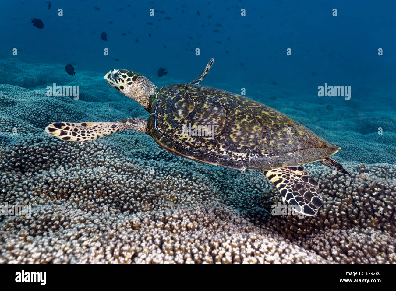 Hawksbill Schildkröte (Eretmochelys Imbricata) über ein Korallenriff schwimmen, Dimaniyat Inseln Naturschutzgebiet, Al Batinah region Stockfoto