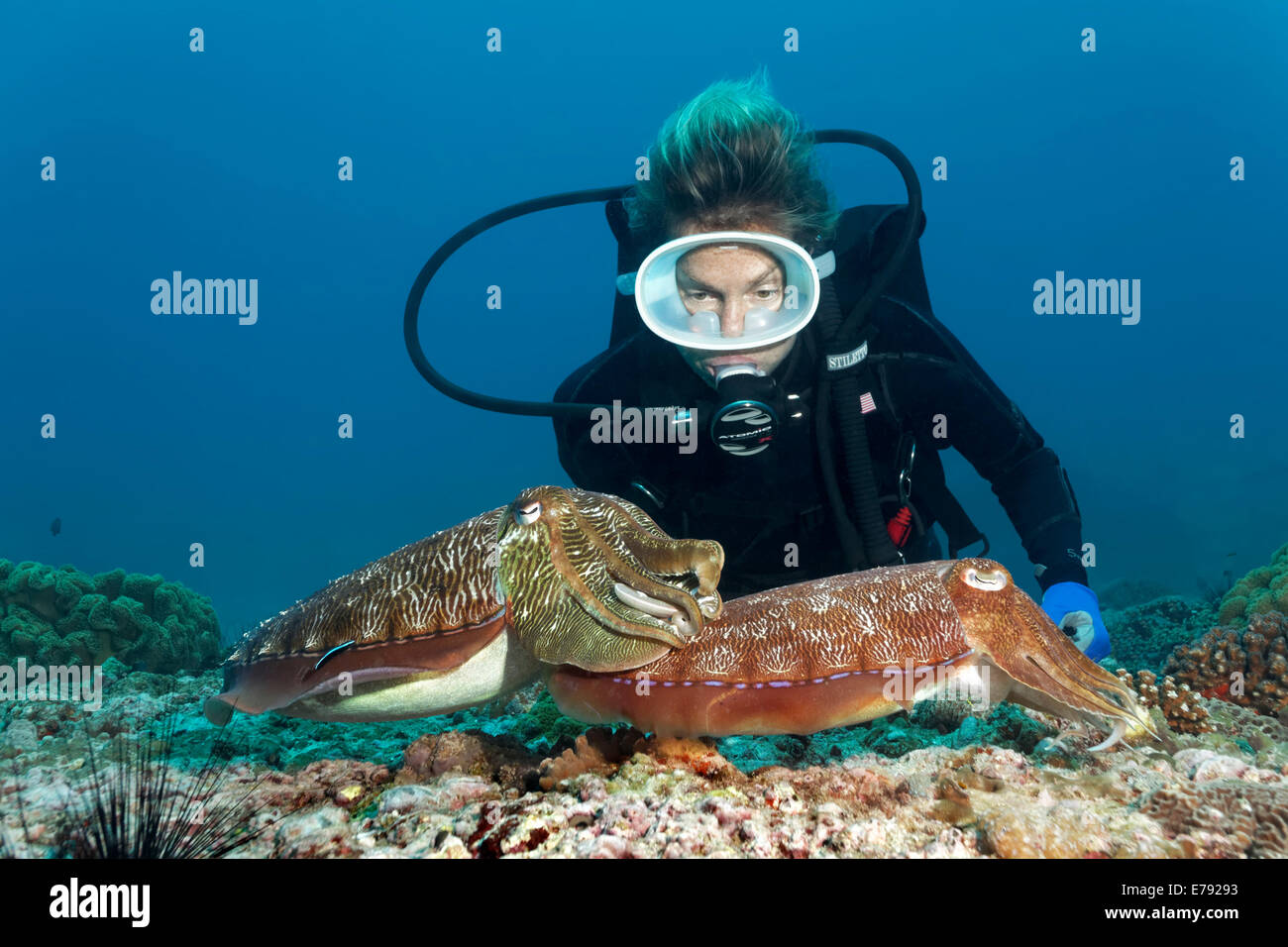 Taucher beobachten zwei Broadclub Tintenfisch (Sepia finden), Dimaniyat Inseln Natur reservieren, Al Batinah Region Oman Stockfoto