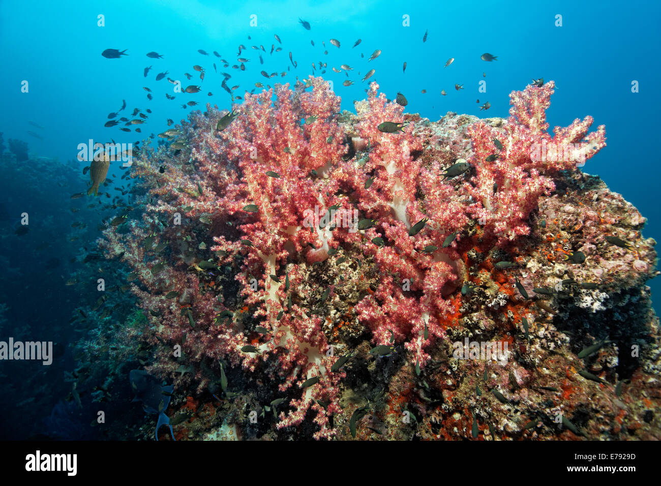 Nelke Korallen (Dendronephthya Klunzingeri) auf ein Riff und verschiedenen Riffbarsche (Pomacentridae) Stockfoto