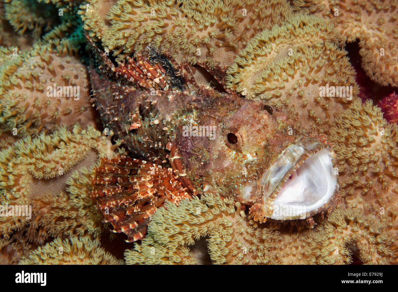 Bärtige Drachenköpfe (Scorpaenopsis Barbata) versteckt zwischen ledrigen Korallen (Alcyoniidae), Dimaniyat Inseln Naturschutzgebiet Stockfoto