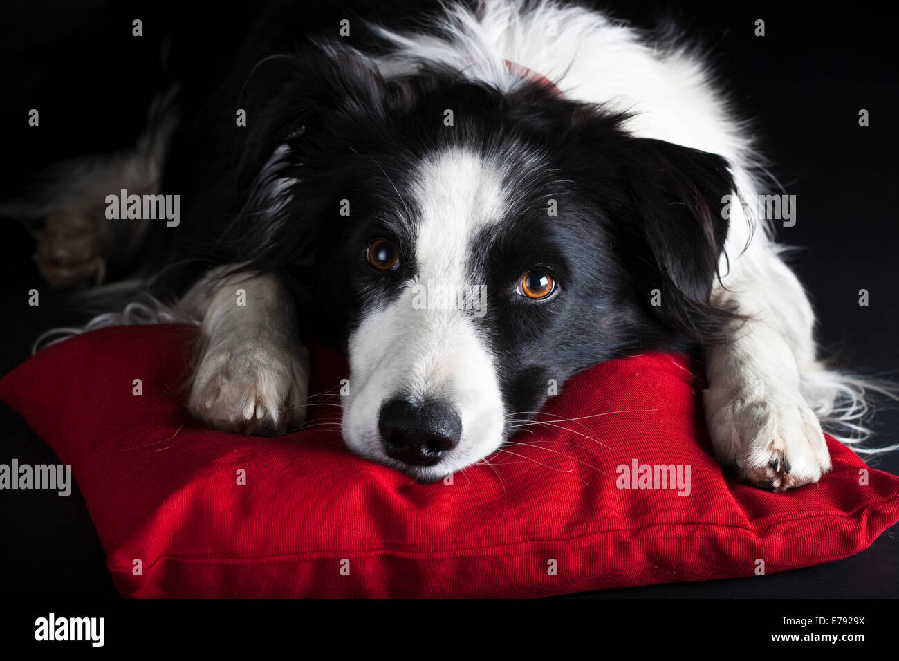 Border Collie, schwarz-weiß, liegend auf einem roten Kissen Stockfoto