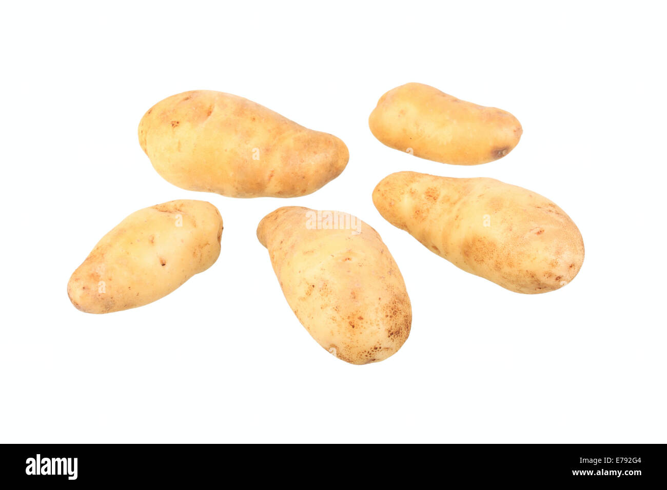 Kartoffeln, La Ratte d'Ardèche Vielfalt Stockfoto
