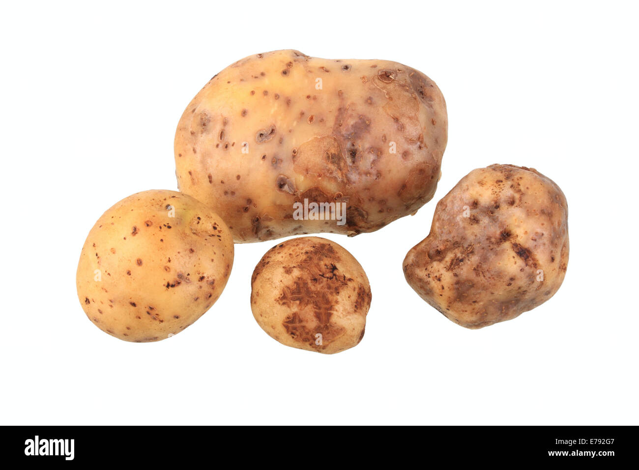 Kartoffeln, La Bonnotte de Noirmoutier Vielfalt Stockfotografie Alamy