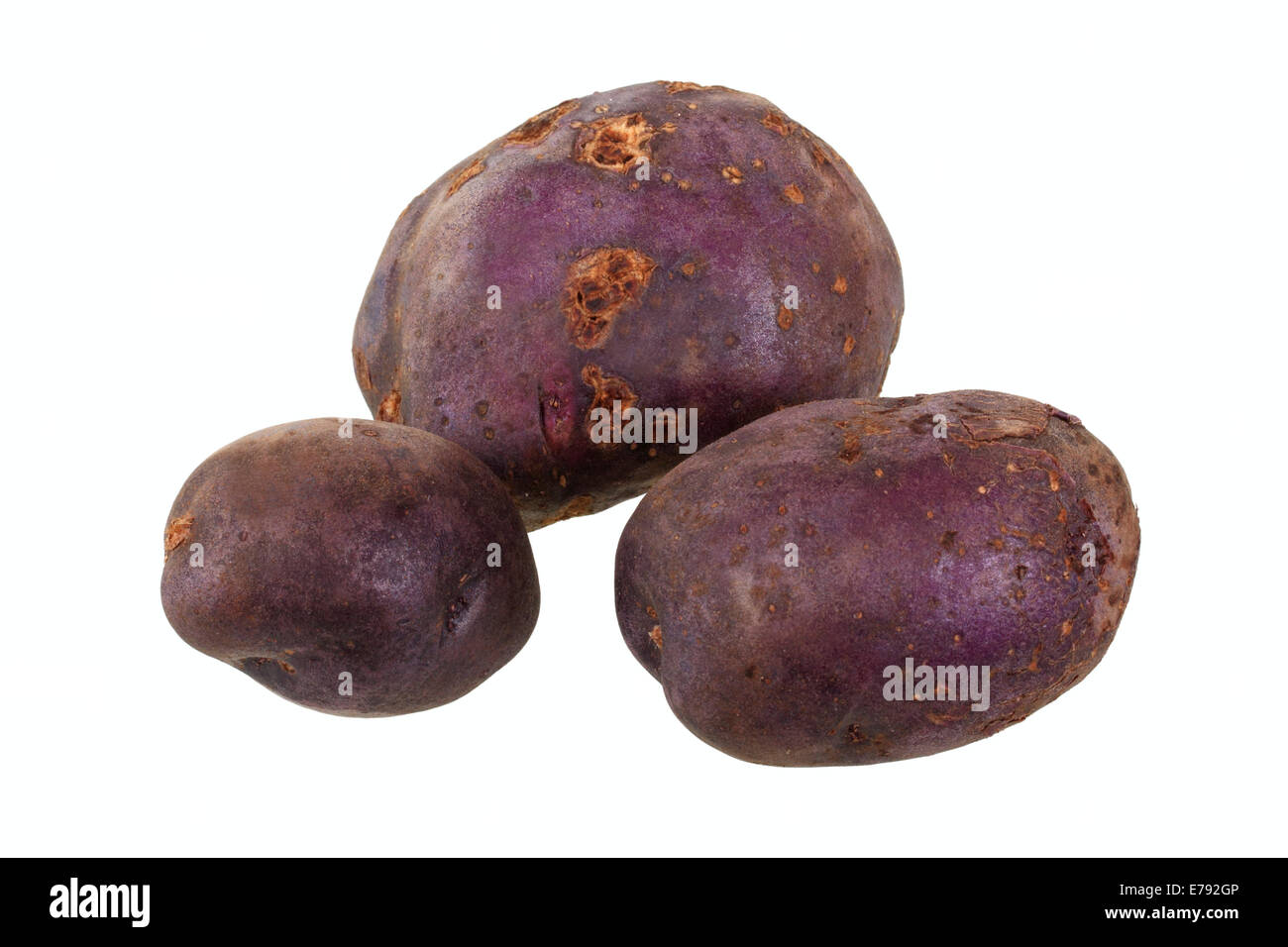 Kartoffeln, "Herrmanns Blaue" Vielfalt Stockfoto