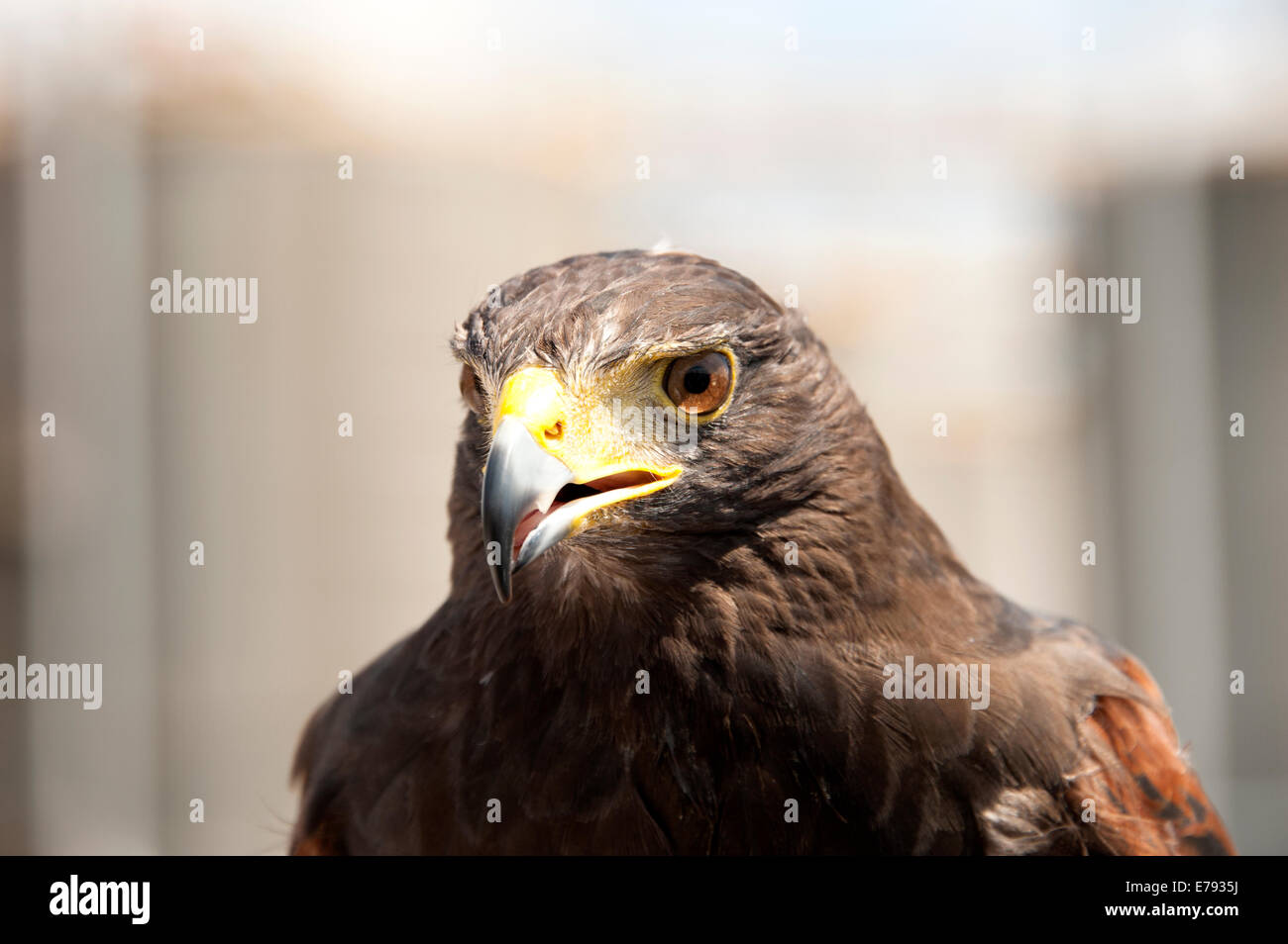 Bird Of Prey Stockfoto