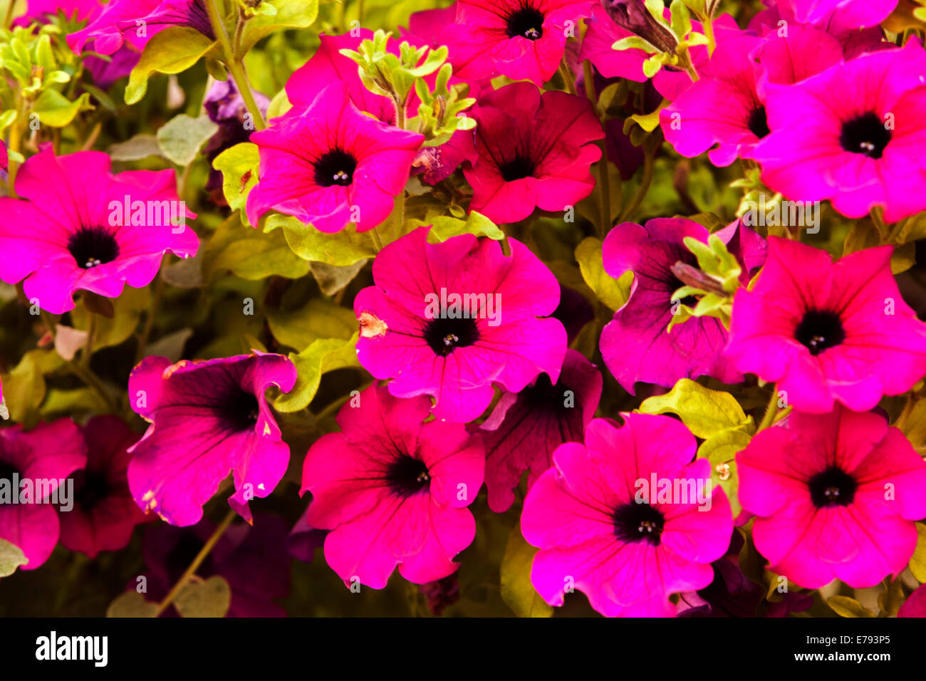 Rosa Petunien Blume Pflanzen Bluhen Stockfoto Bild 73344605 Alamy