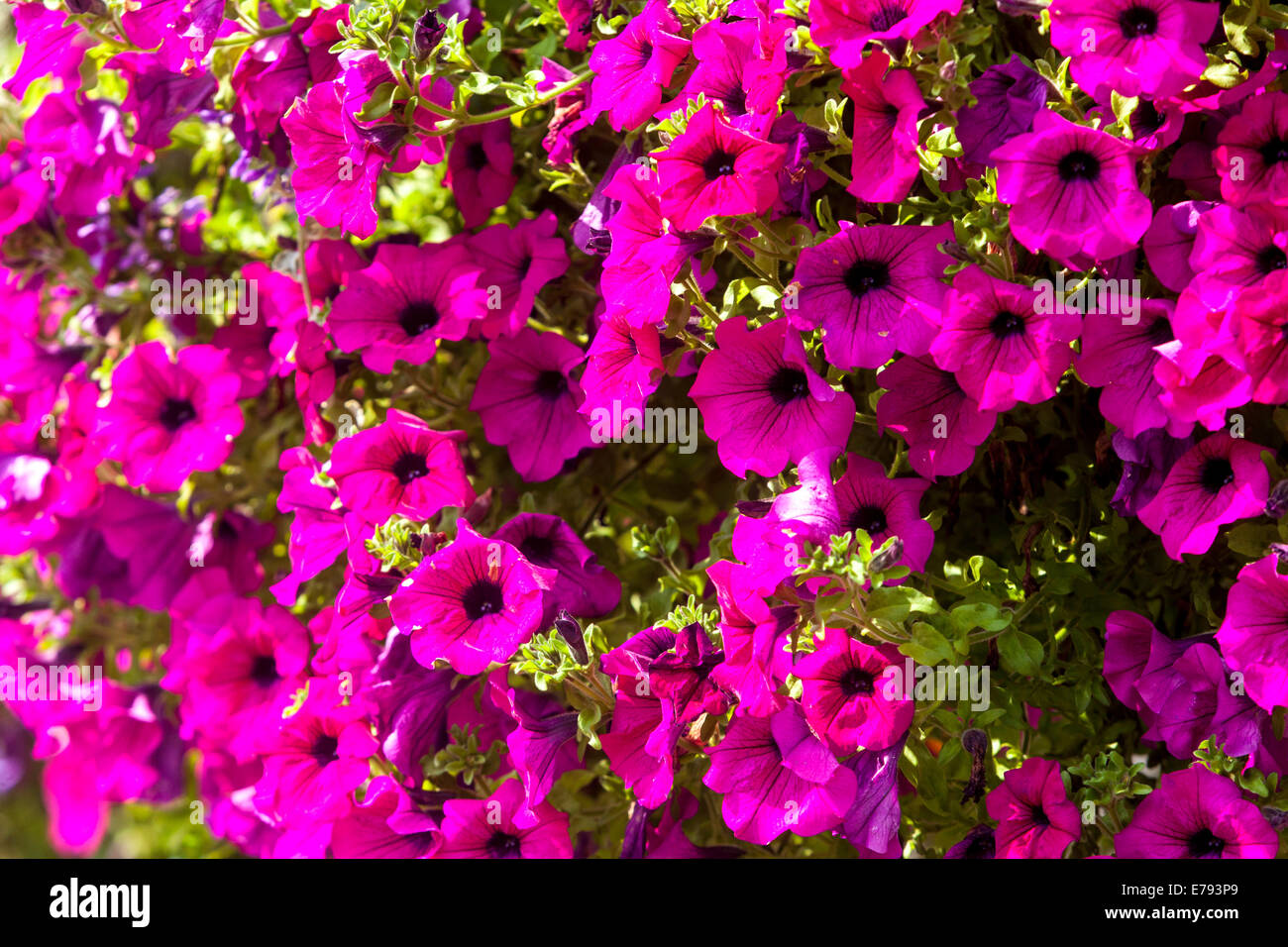 Rosa Petunien Blume Pflanzen Bluhen Stockfoto Bild 73344609 Alamy