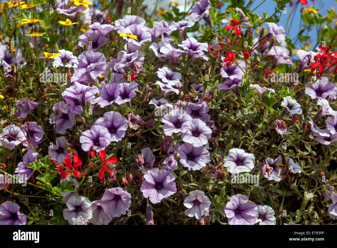 Petunien Blume Pflanzen Bluhen Stockfoto Bild 73344615 Alamy