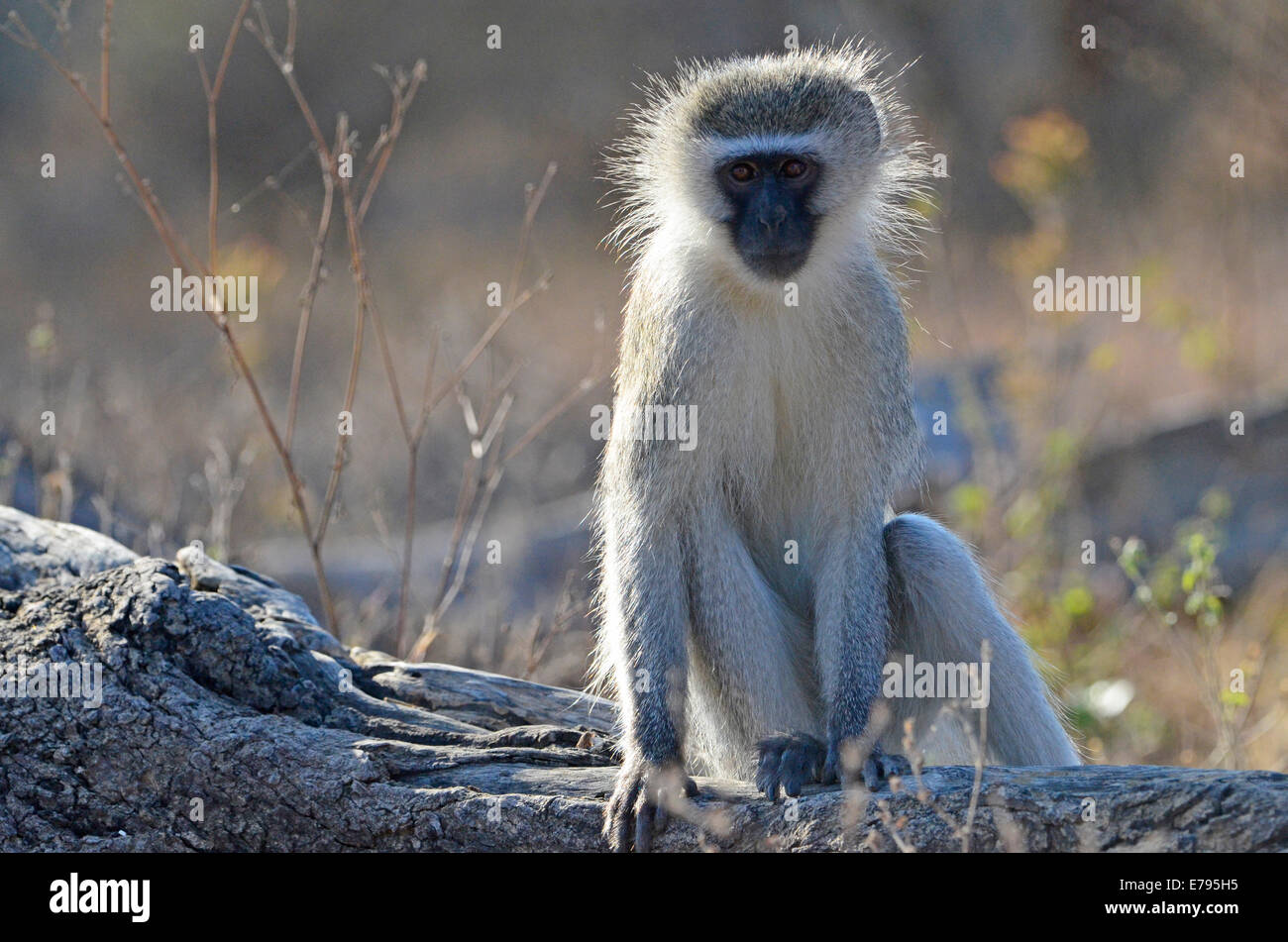 Vervet Affen am Baumstamm entspannen. Kruger National Park, Südafrika Stockfoto