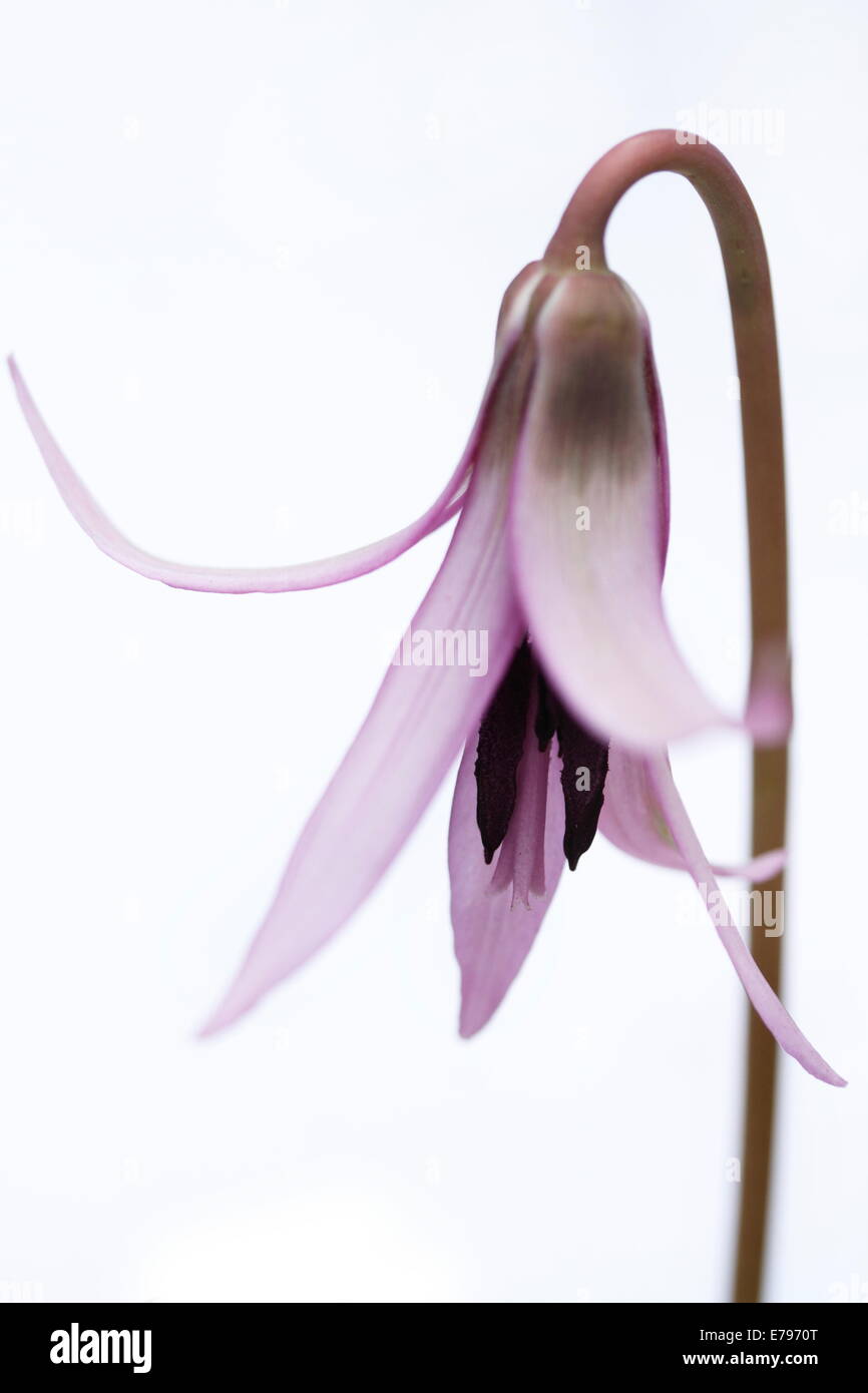 Japanischer Hund Zahn violett Stockfoto