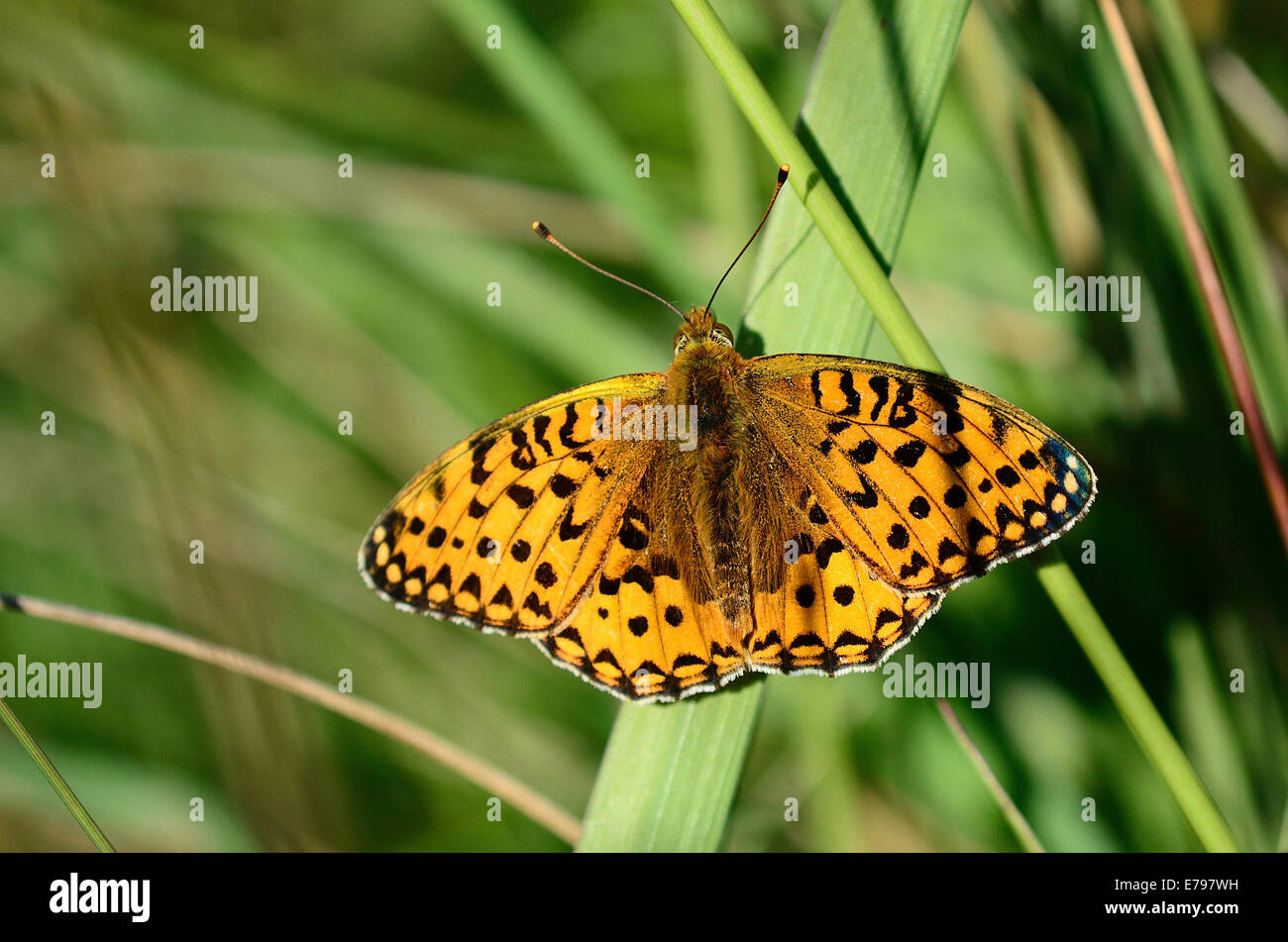 Dunkel grün Fritillary Butterfly UK Stockfoto