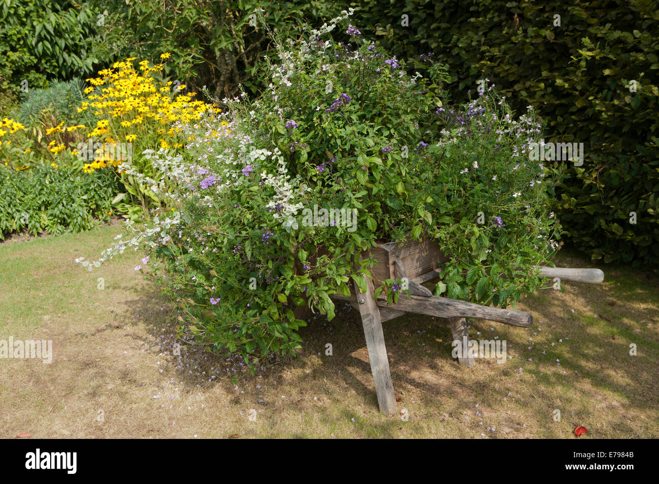 Hölzerne Schubkarre als einem Pflanzer am RHS Garten Rosemoor Stockfoto