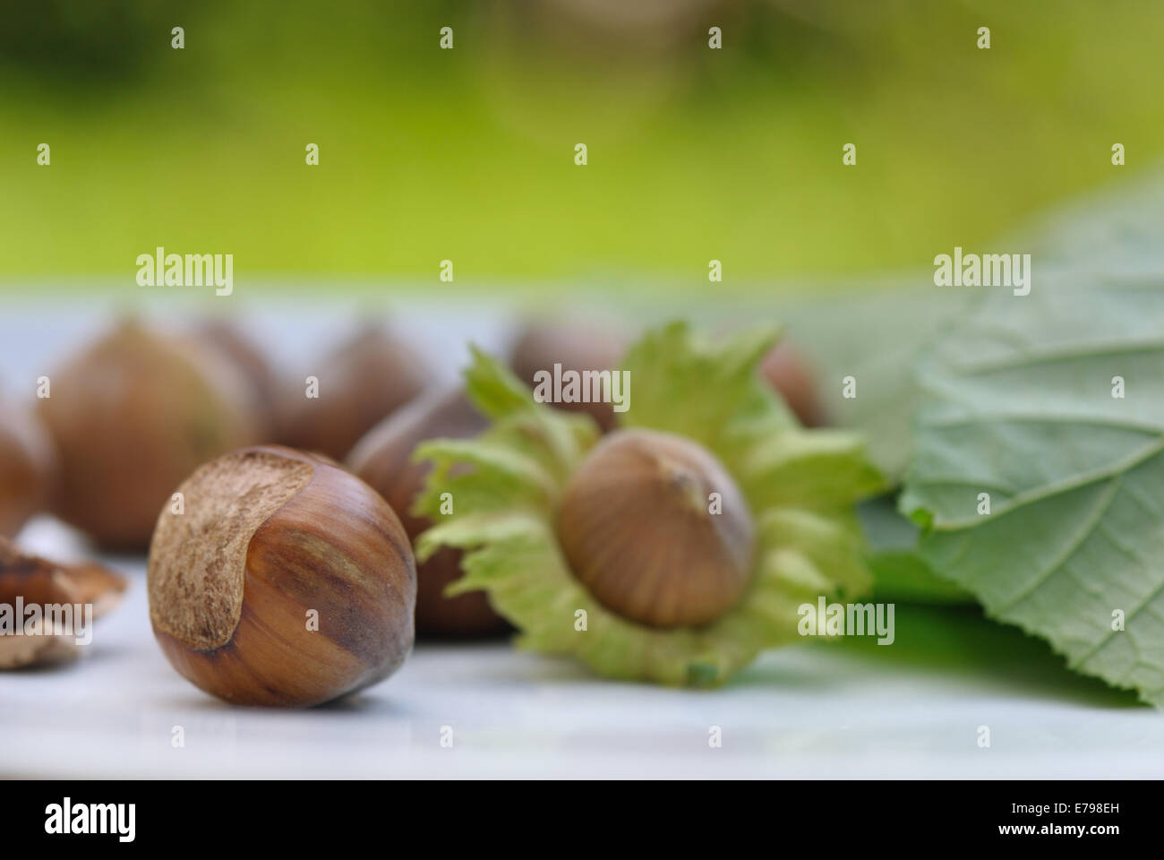 frische Haselnüsse auf grünem Hintergrund Stockfoto