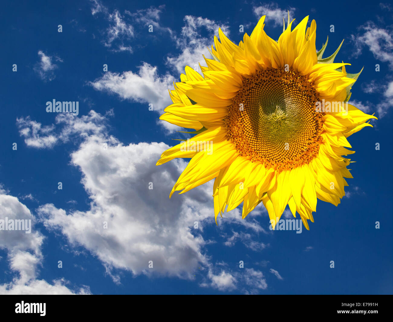 blauer Himmel mit weißen Wolken und gelbe Sonnenblume Stockfoto