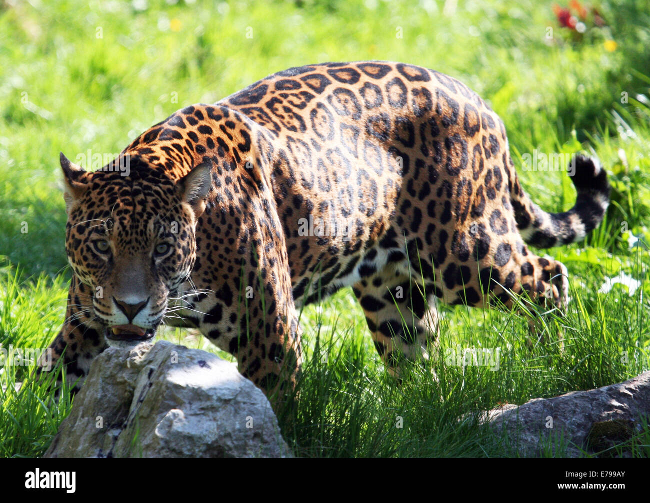 Jaguar, Stalking Stockfoto