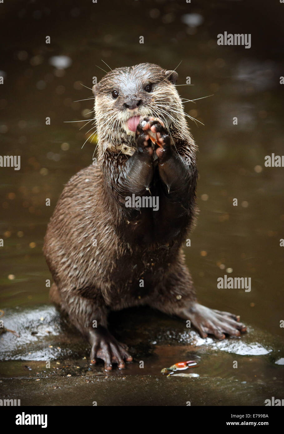 Betende Otter im Wasser, Krebse essen Stockfoto