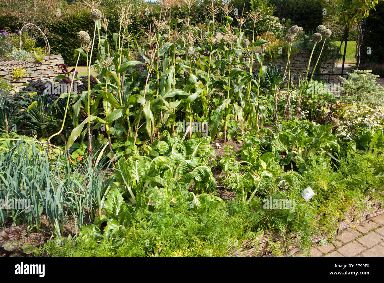 Der Gemüsegarten im RNS Rosemoor, North Devon. Stockfoto