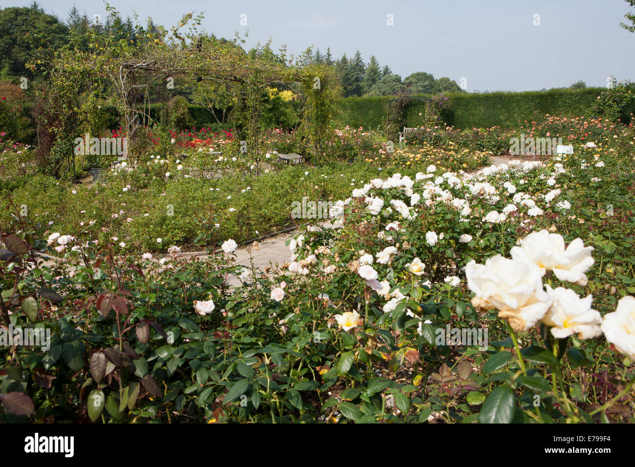 Königin-Mutter Rosengarten am RNS Rosemoor, North Devon. Stockfoto