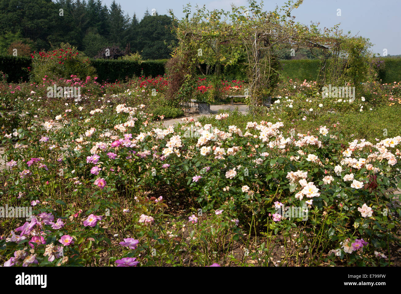 Königinmutter Rosengarten am RNS Rosemoor, North Devon. Stockfoto