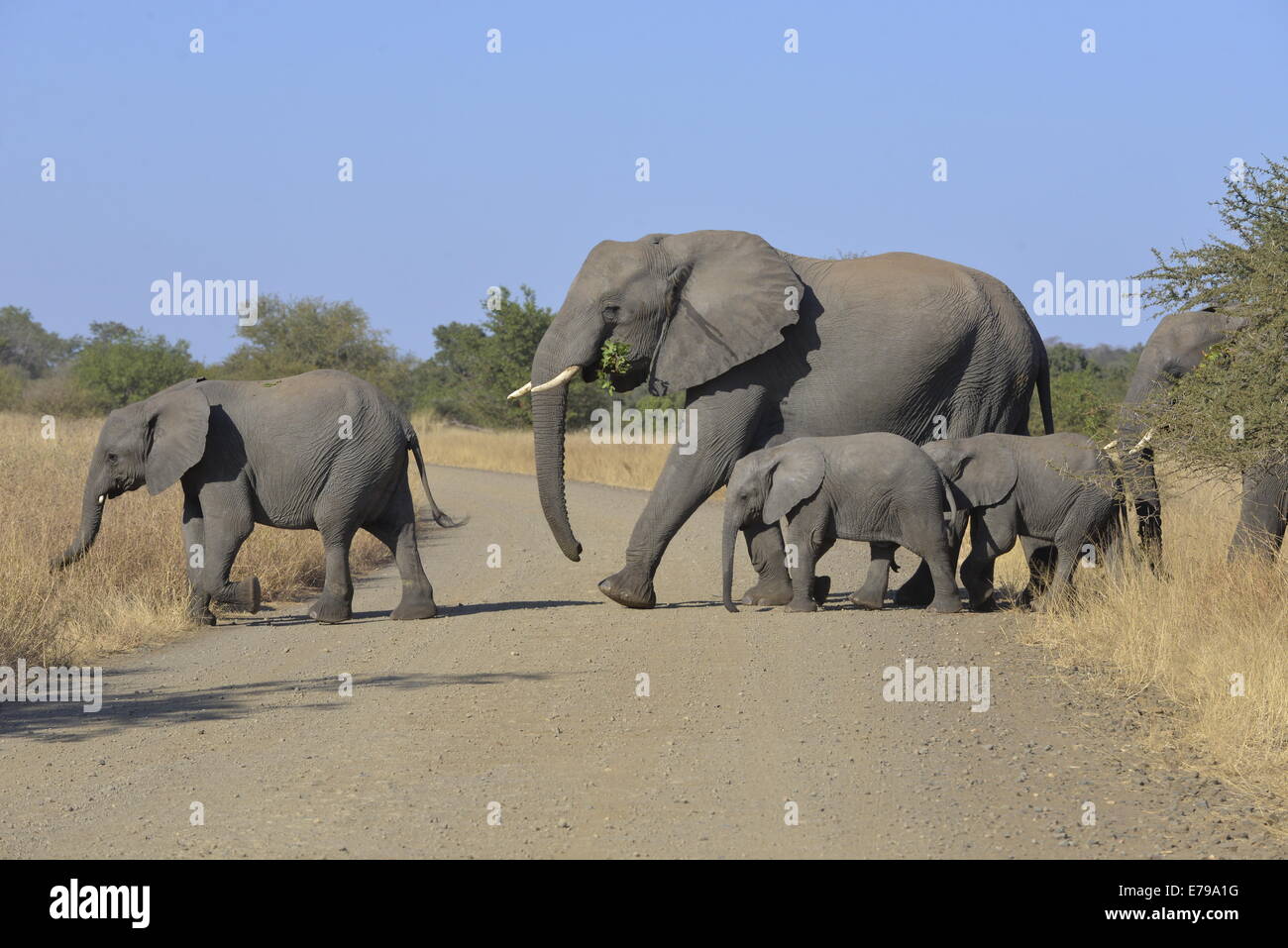 Elefantenfamilie beim Überqueren der Straße, Kruger Park, Südafrika Stockfoto