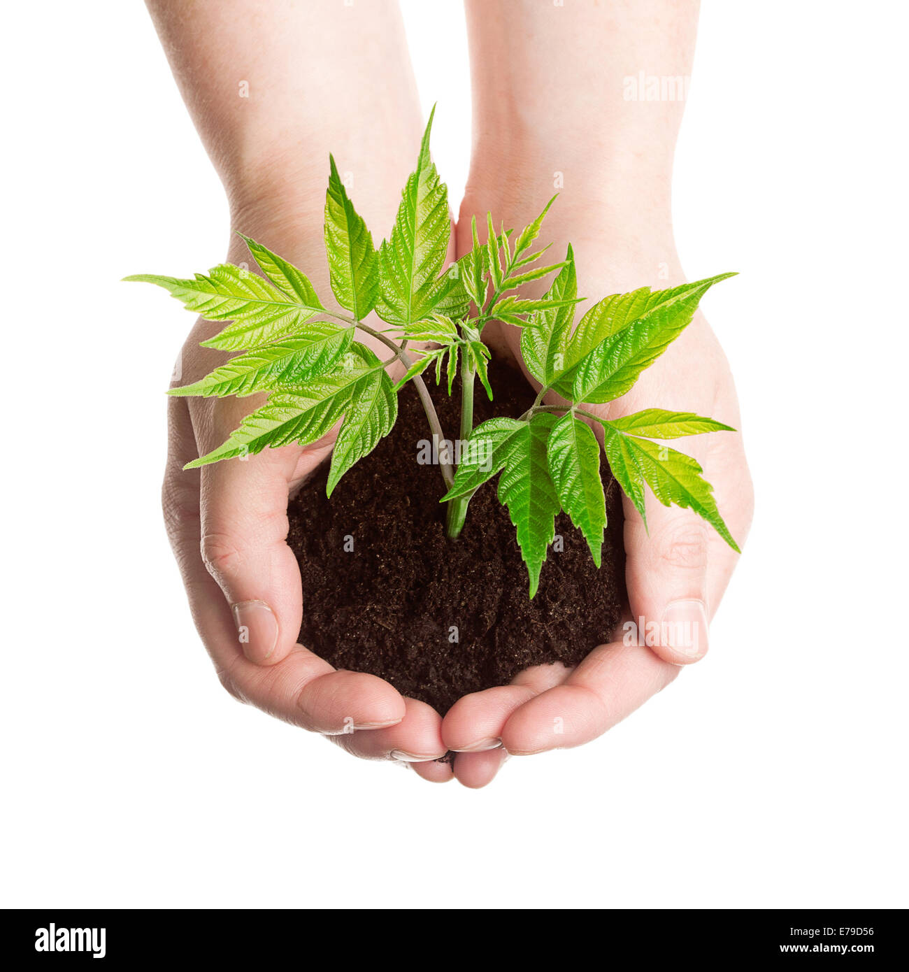 Pflanzen Sie in einer Hand isoliert auf weißem Hintergrund Stockfoto