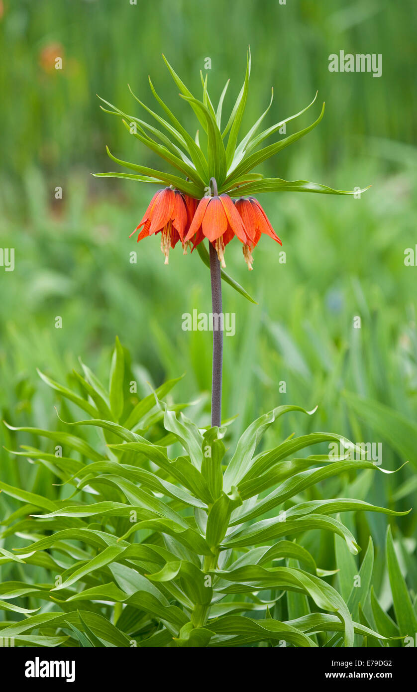 Crown Imperial Fritillary (Fritillaria Imperialis Rubra), Blüte, Thüringen, Deutschland Stockfoto
