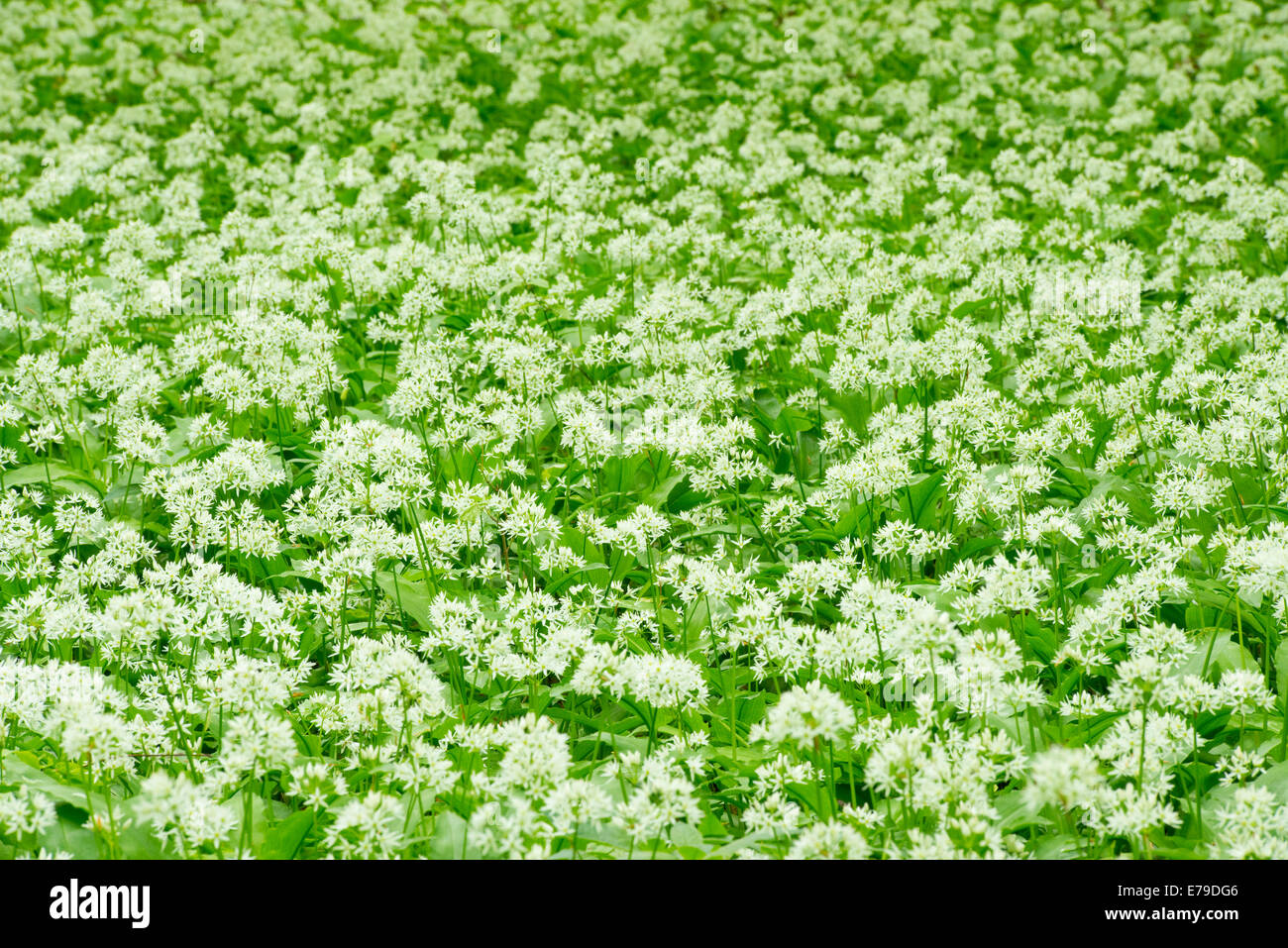Bärlauch oder tragen Knoblauch (Allium Ursinum), blühend, Nationalpark Hainich, Thüringen, Deutschland Stockfoto