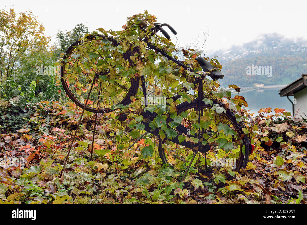 Wildem Wein (Parthenocissus Tricuspidata) verwachsen auf einem alten Fahrrad, Varese, Lombardei, Italien Stockfoto