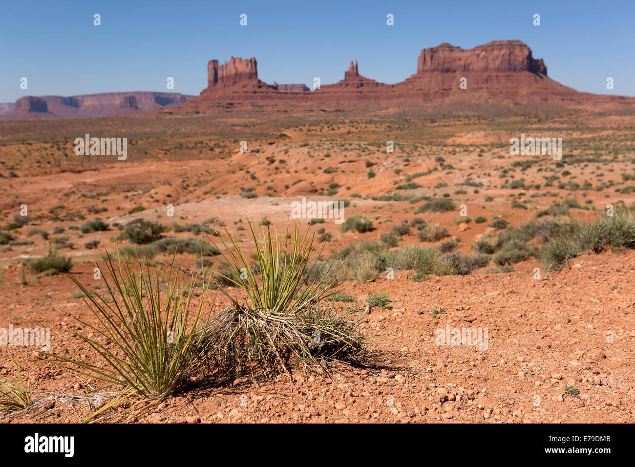 Yucca-Pflanzen in der Wüste mit dem Monument Valley tribal Park im Hintergrund Stockfoto
