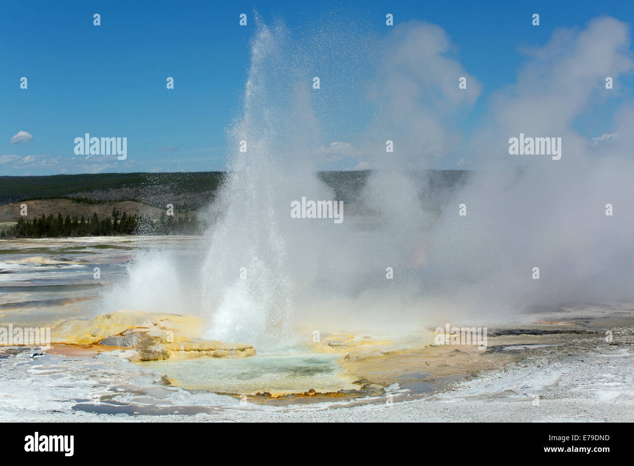 Geysir-Ausbruch im Yellowstone National Park Stockfoto