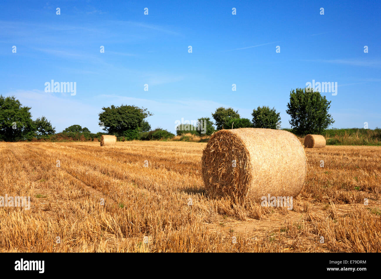 Rundballen Stroh und Stoppeln auf einem Bauernhof Norfolk nach der Ernte der Hauptkultur. Stockfoto